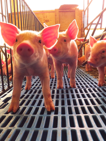 Suinocultura no Brasil e a Instrução Normativa 113/2020