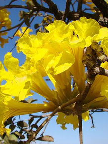 “Viver não cabe no lattes”