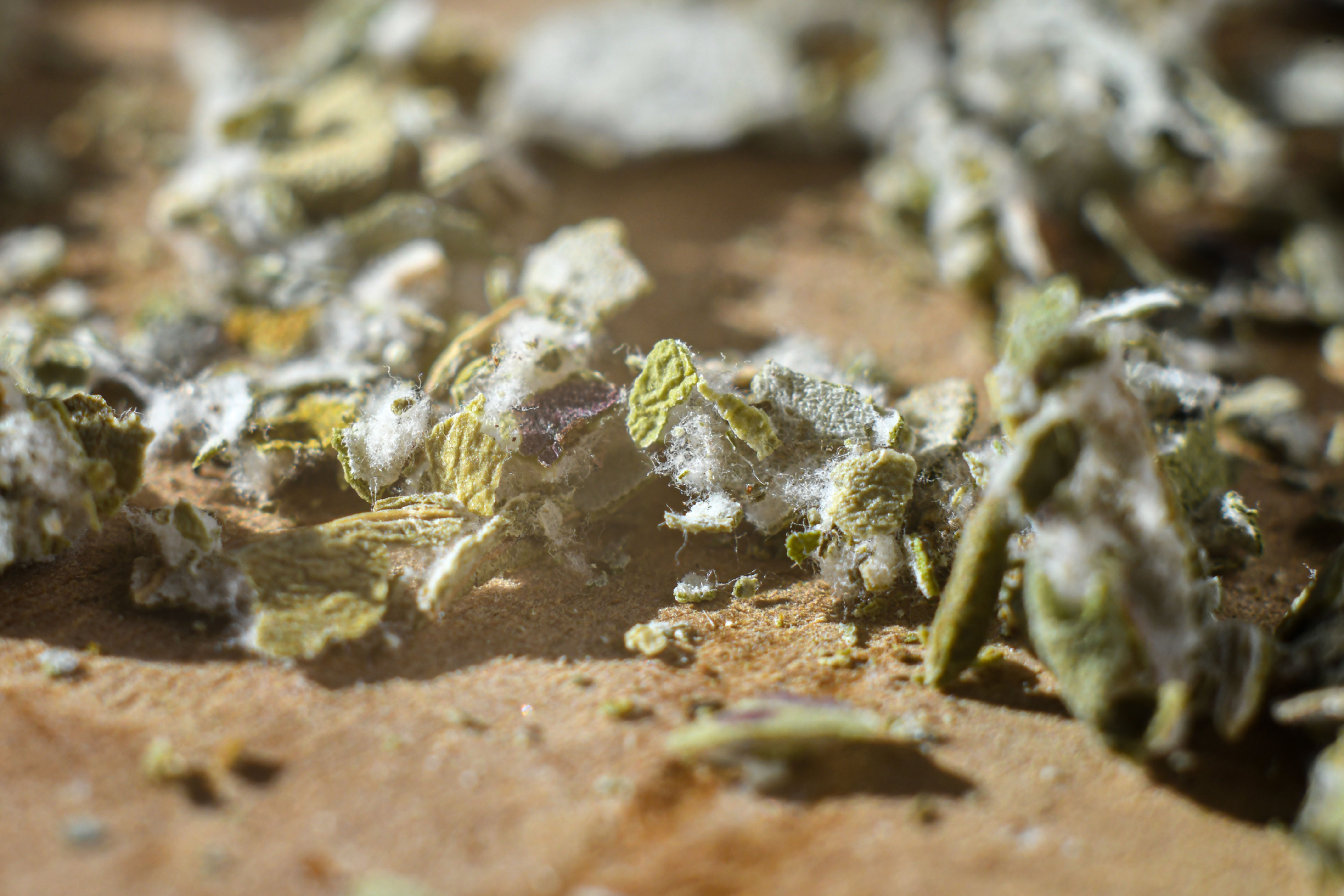 Tussillage Bio - 30g