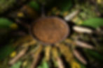 Chaga