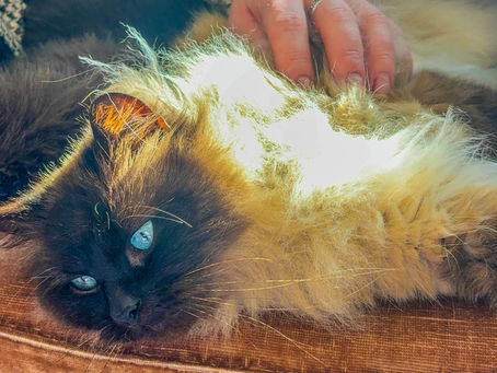 Pets & Mental Health
