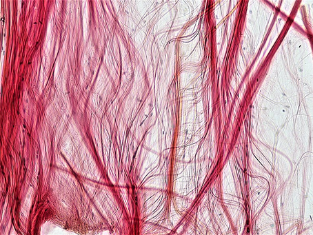 "Fascia and the Vagus Nerve: Enhancing Embodiment" by Dr. Arielle Schwartz: