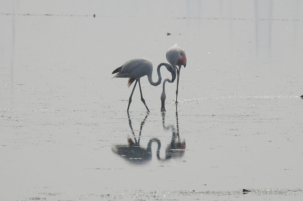 Reporting Delhi's Avifaunal Diversity