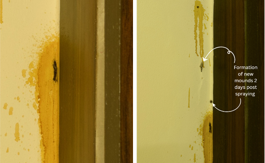 Like tiny masons undeterred by demolition, the termites returned—rebuilding quietly, defiantly, as if the spray was just a passing storm in their construction schedule. (Photograph: Marjita)