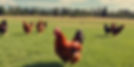 chickens grazing in grass realistic distance.jpg