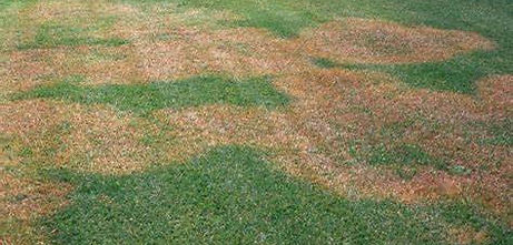 brown patch.jfif