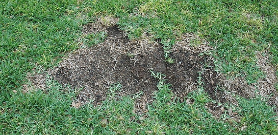 root rot.jpg