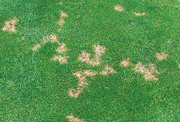 dollar spot 2.jfif