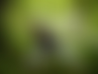 Leopard Qigong: Stability, Precision and Emotional Release