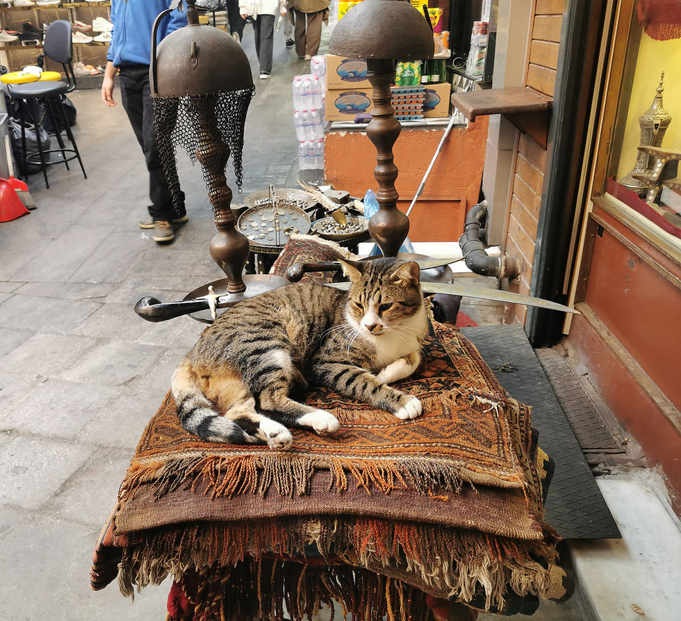 We wonder how many carpet sales this cat has made today.