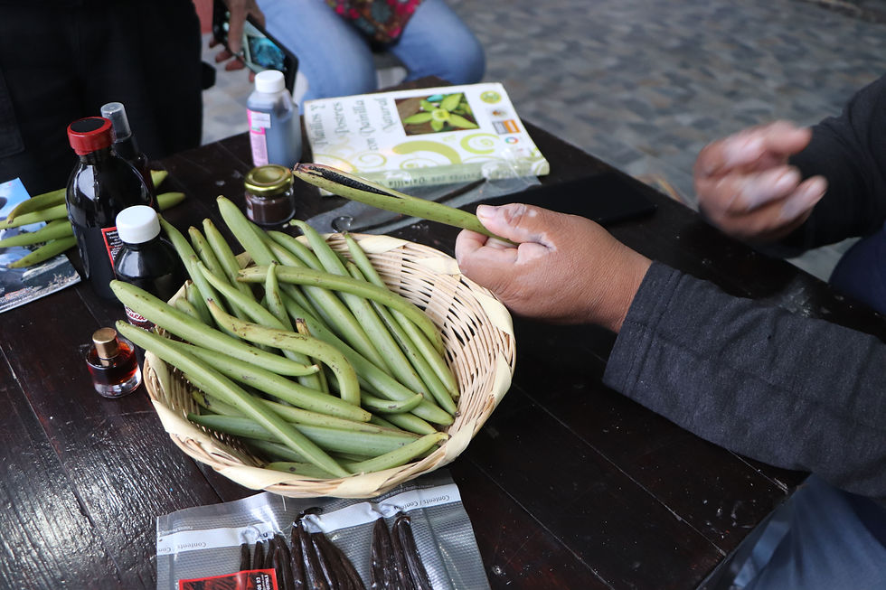 Vanilla beans before drying. Photo: Noel Van Raes