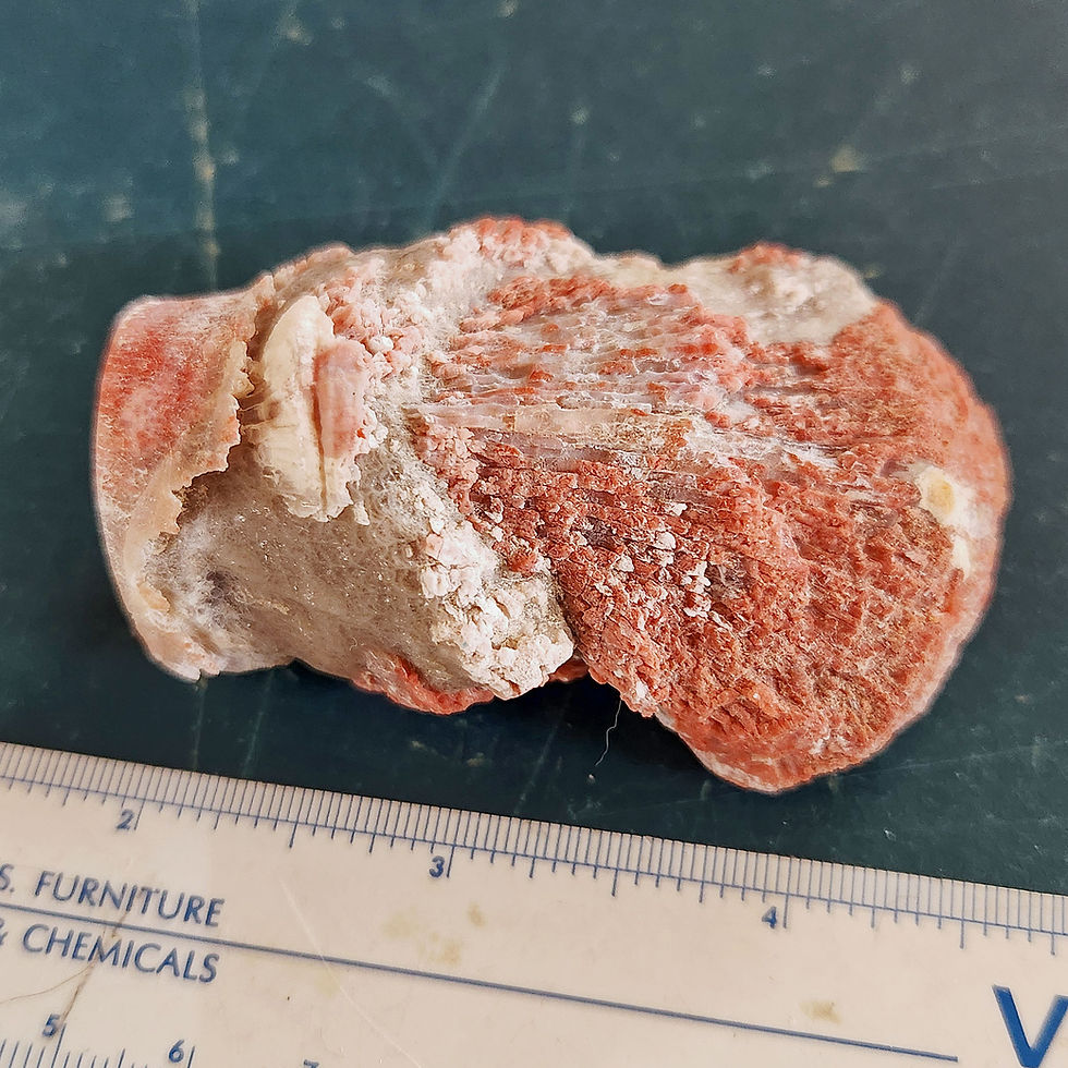 Thumbnail: Polished Utah Red Horn Coral Specimen
