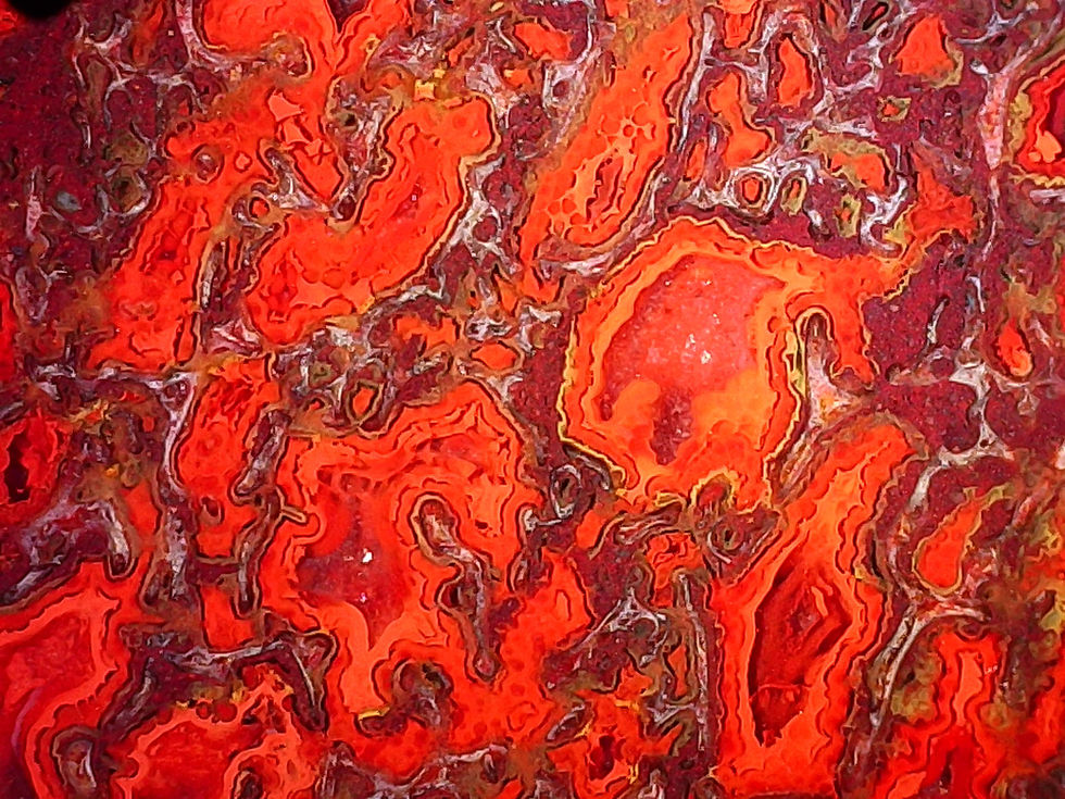 Dino Bone Cells