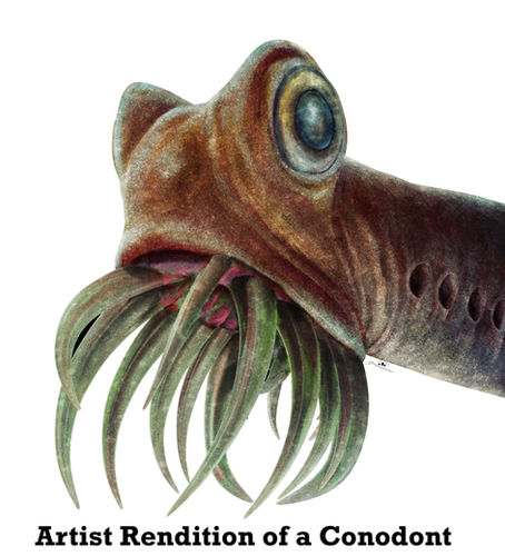 Conodonts, Lagerstätte, and Algae-On-A-Stick