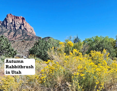 Rabbitbrush – Utah State Flower!