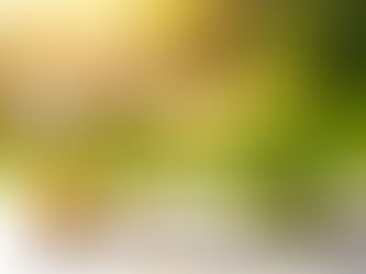 The Honeysuckle Daiquiri: A Complete History & Classic Recipe