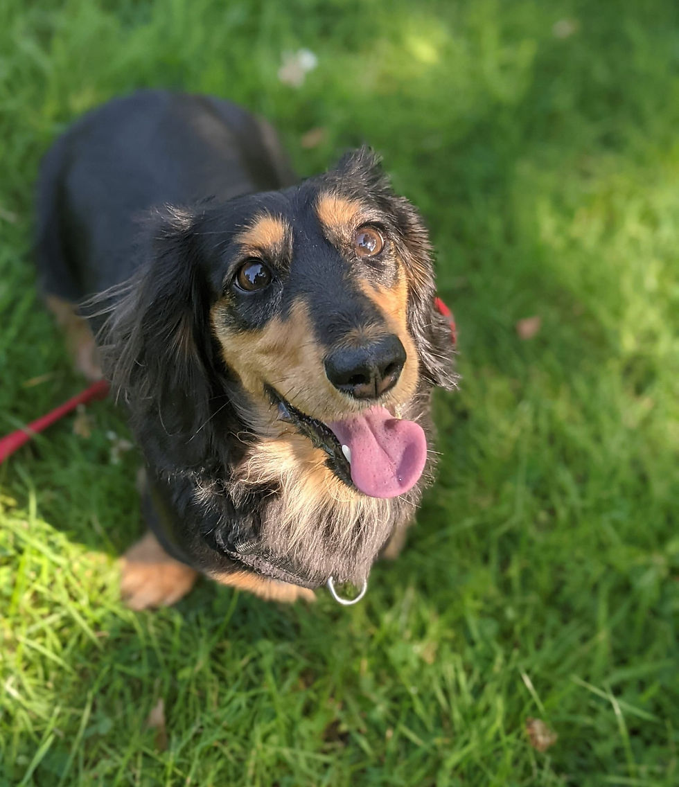 Long haired daschund