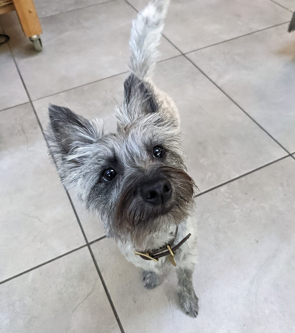 Cairn terrier