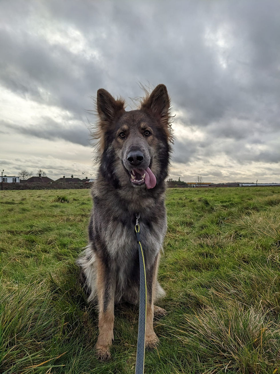 Long haired blue german shepherd
