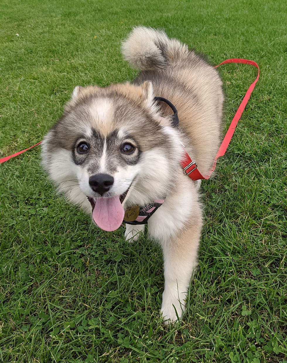 Pomsky puppy