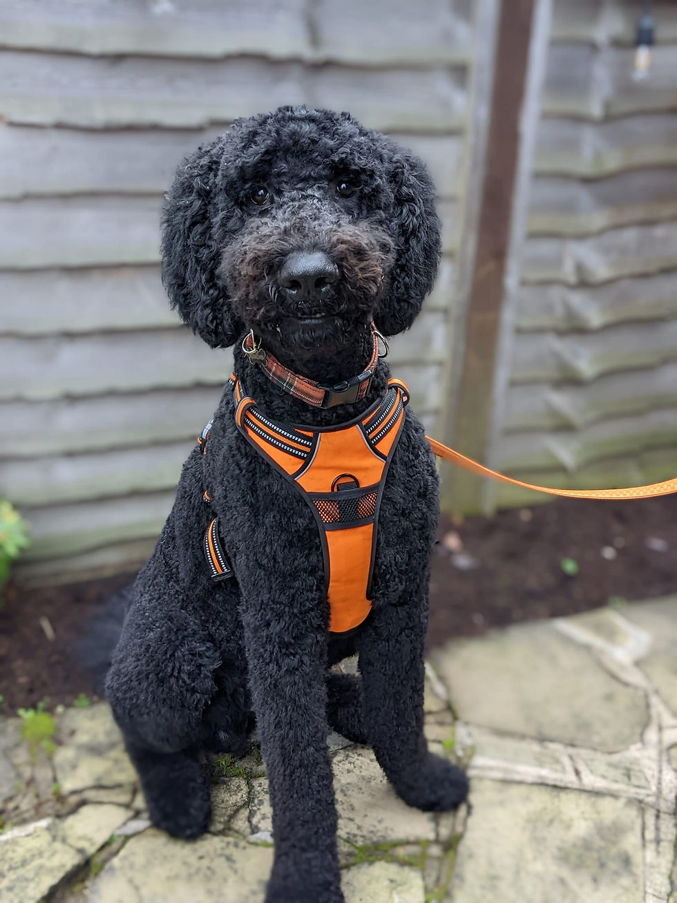 Black labradoodle
