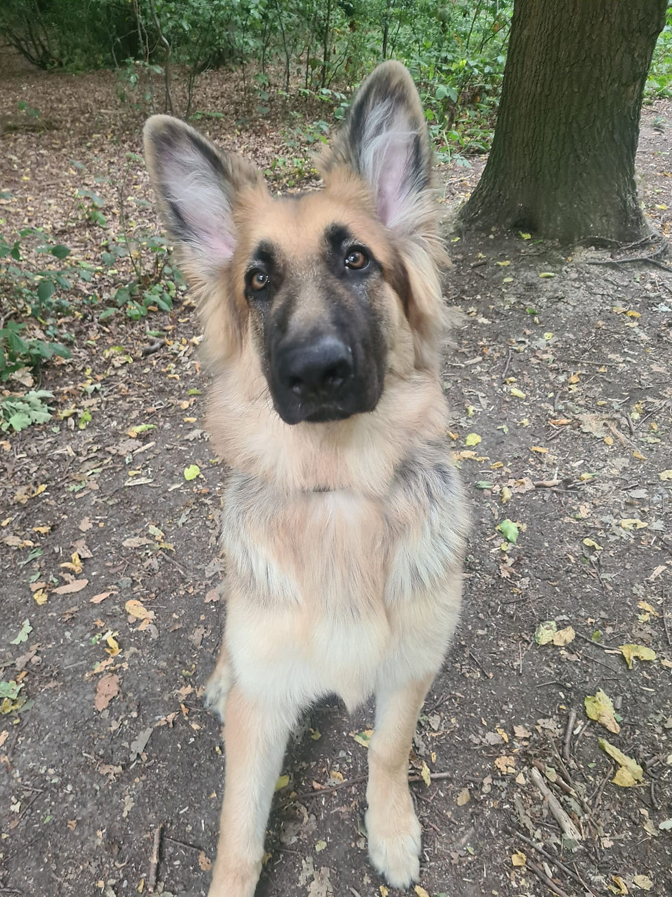 Adolescent german shepherd dog