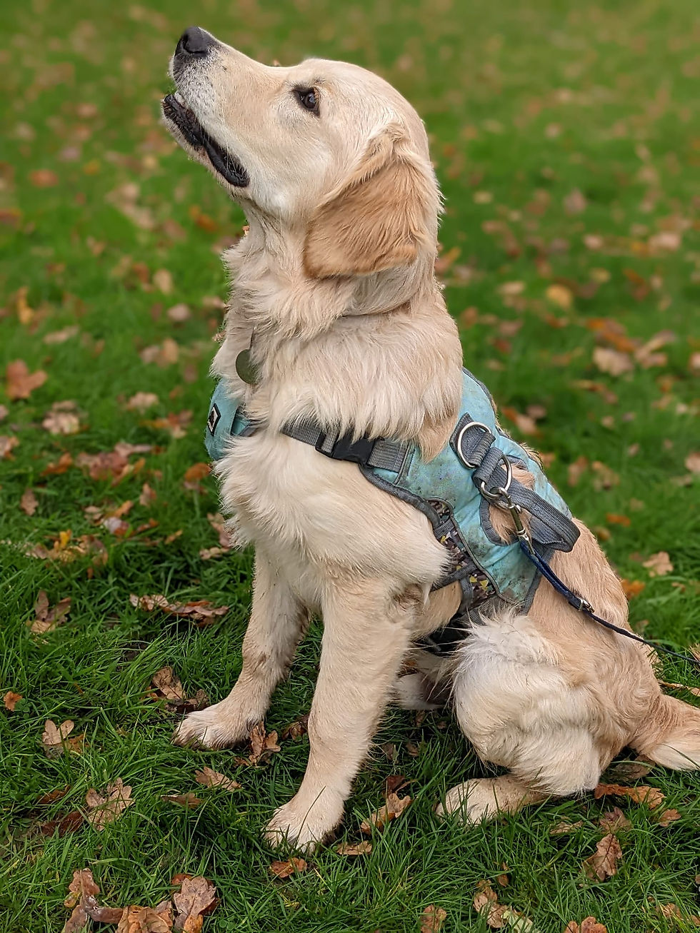Golden retriever adolescent