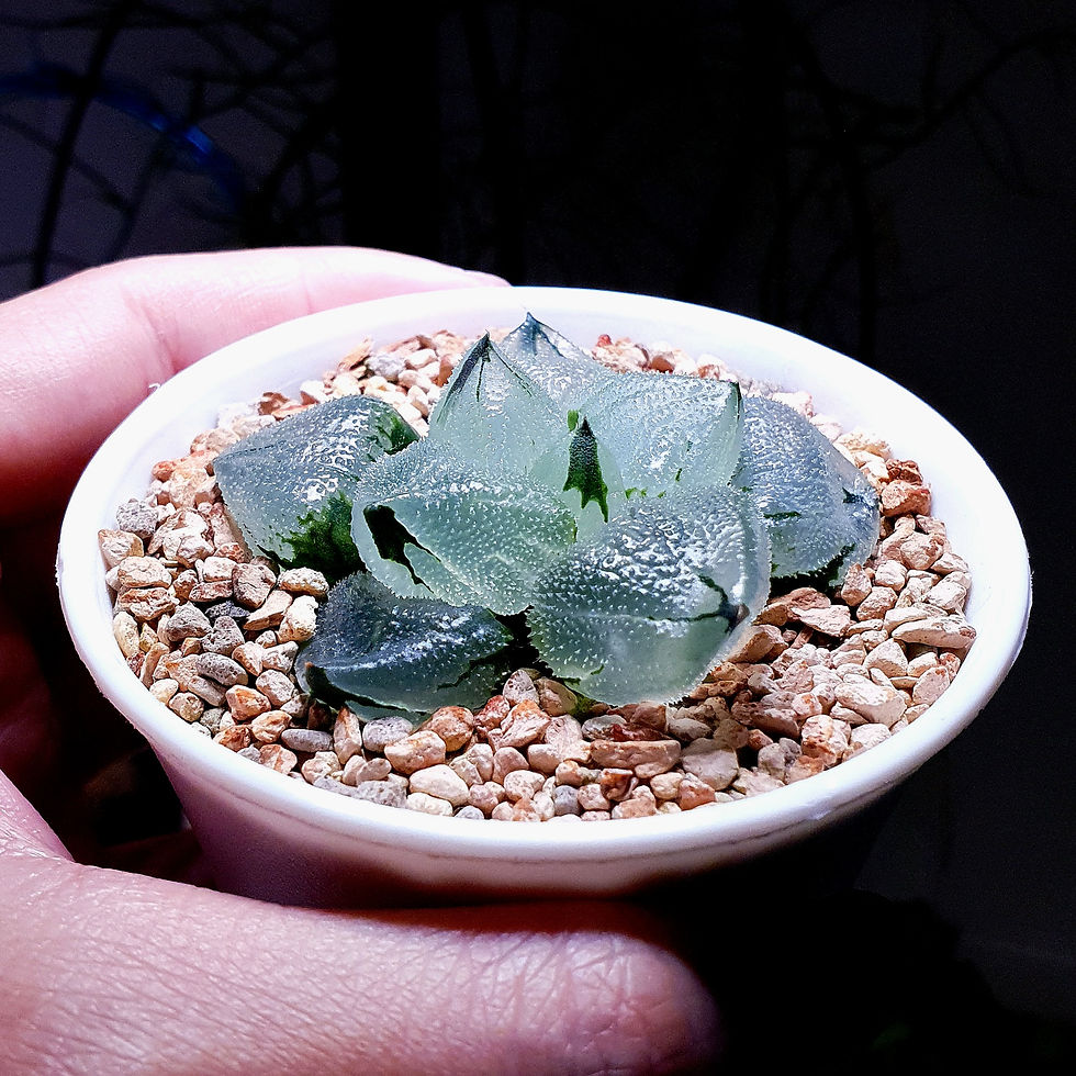 Thumbnail: Haworthia Pygmaea Ice City Hybrid Mutant 'Ice Phoenix' Large Window