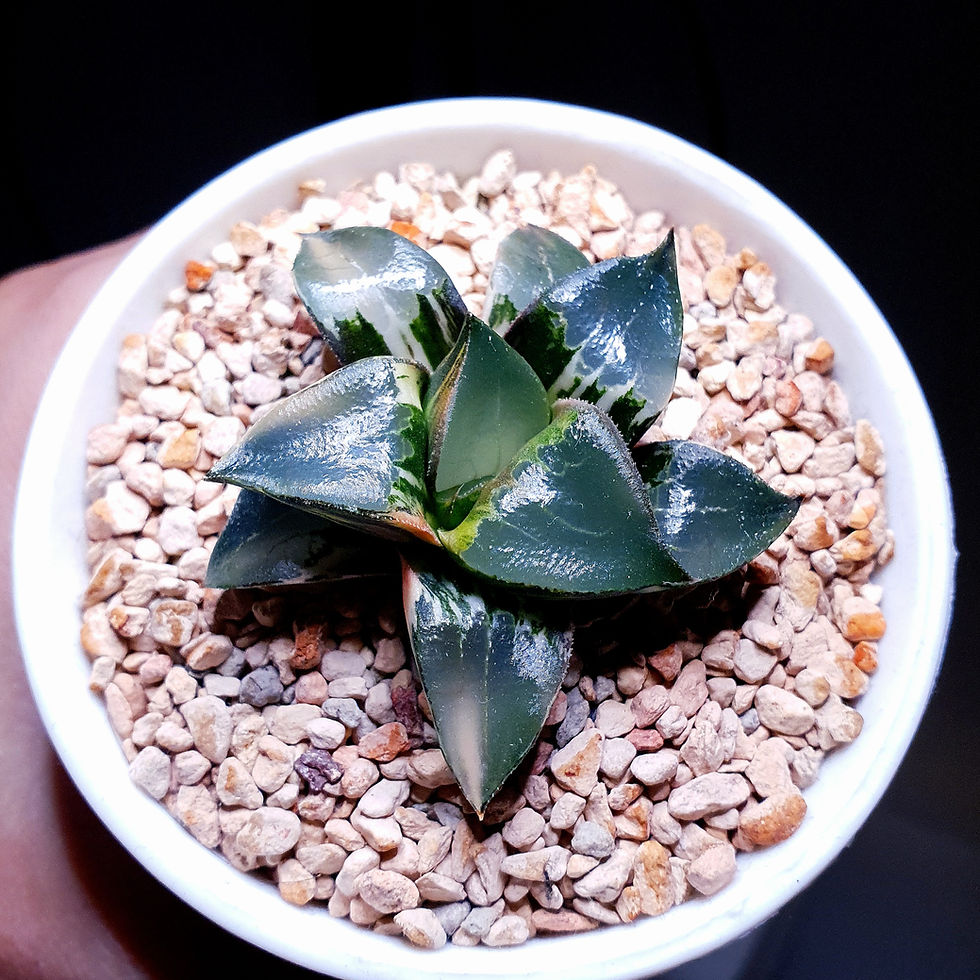 Thumbnail: Haworthia Correcta 'Ryu' Variegated or 龙玺