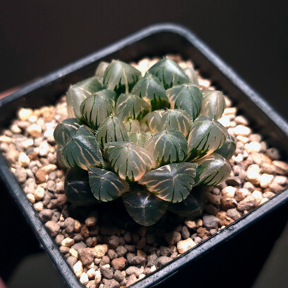 Thumbnail: Haworthia Obtusa Scarlet Peach Variegated
