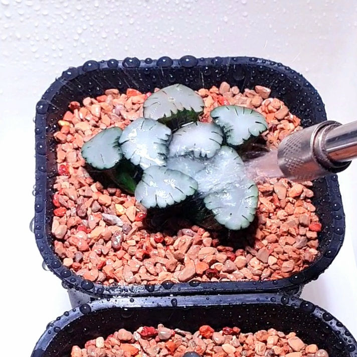 H.Maughanii 'Amaterasu'