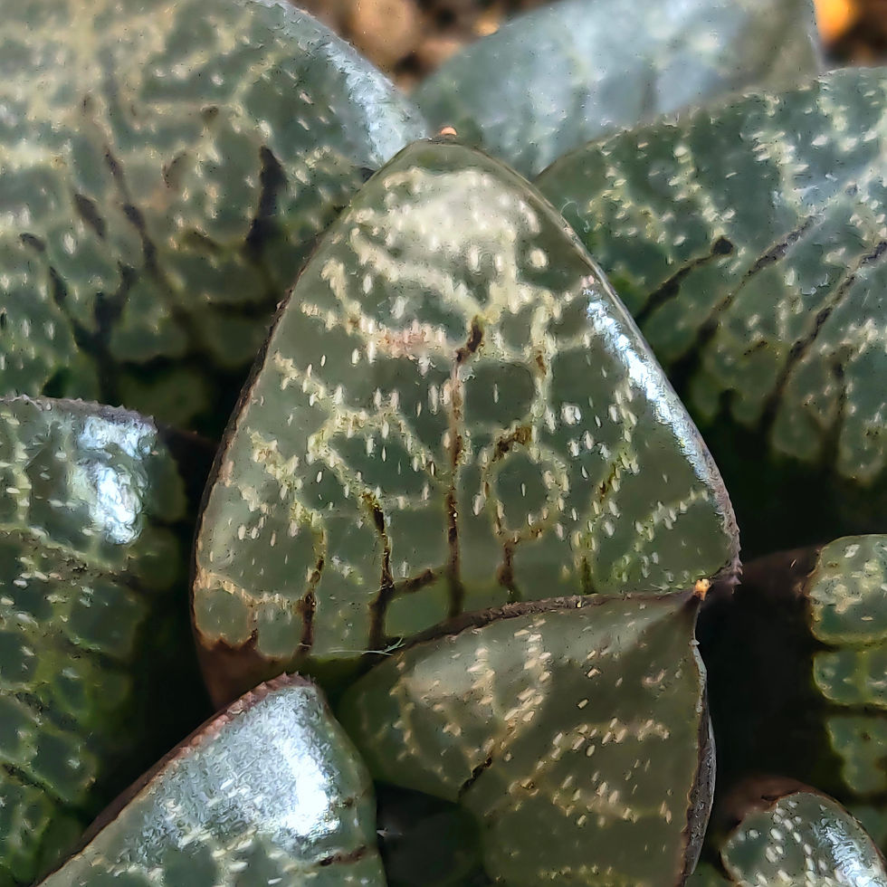 Thumbnail: Haworthia Correcta 'Iris' Large size