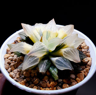 Reverse variegated atrofusca watermelon