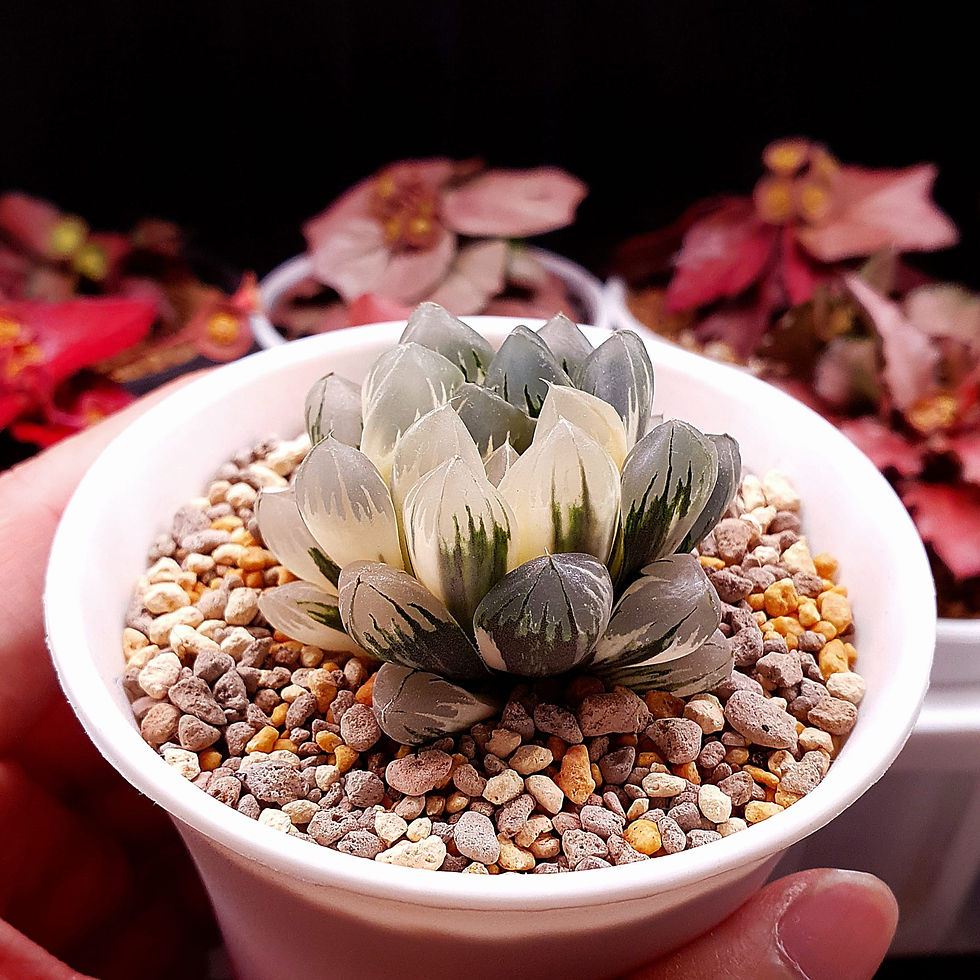 Haworthia Obtusa Northern Lights Variegated