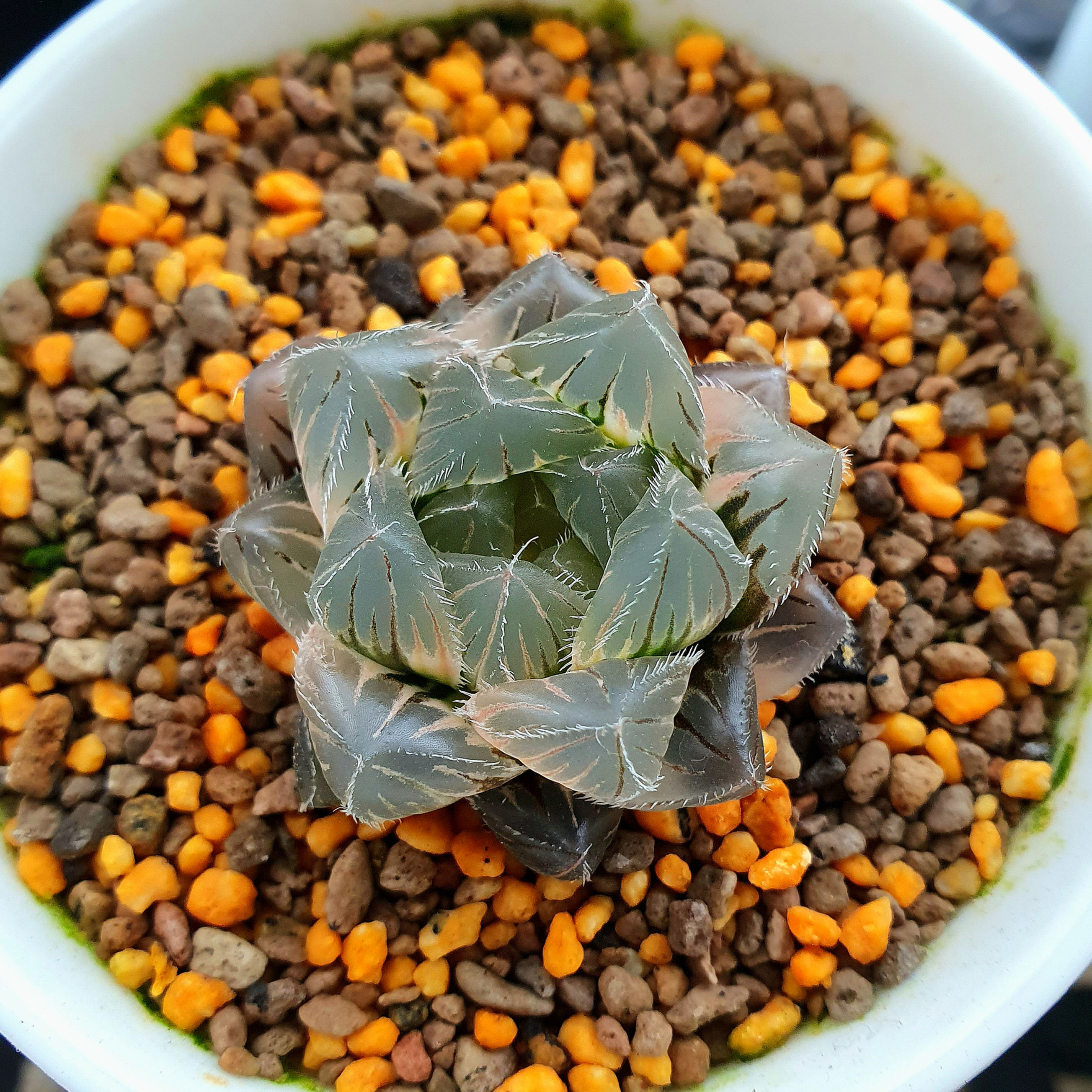 Haworthia Cooperi 'Akasen Lens' Variegated (broad windows)