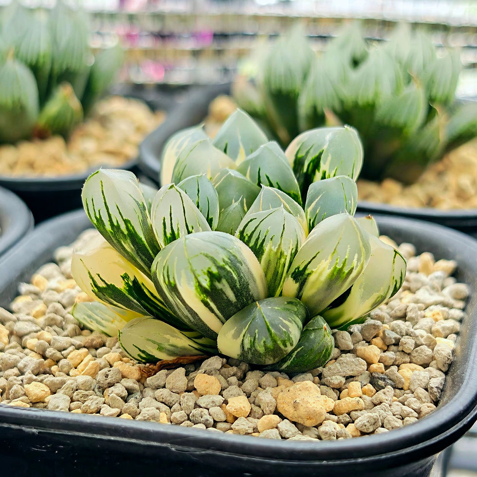 Thumbnail: Haworthia Obtusa Northern Lights Variegated