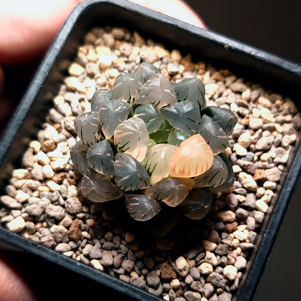Thumbnail: Haworthia Cooperi Ice Lantern Variegated