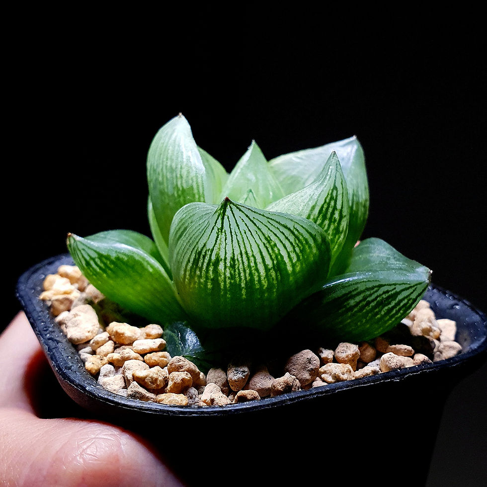 Thumbnail: Haworthia Hybrid others 'Lamosa' or 'Honey Peach'