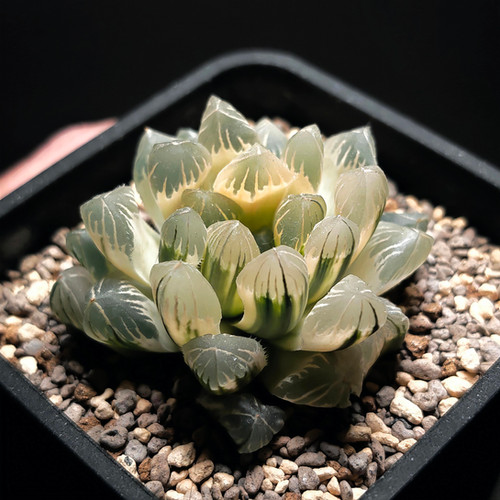 Haworthia Obtusa Hybrid Reverse Variegated Seedgrown | Little