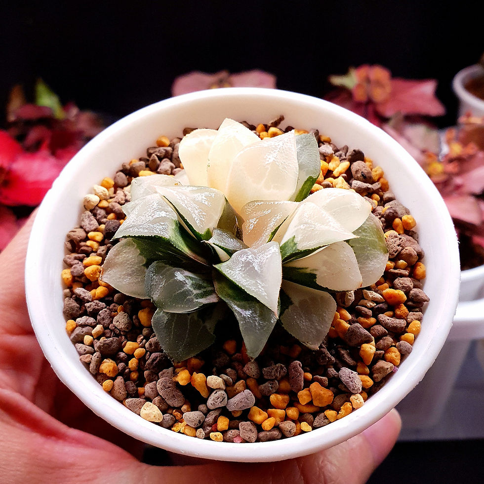 Close-up view of the Haworthia Correcta 'Konoha' on a decorative table
