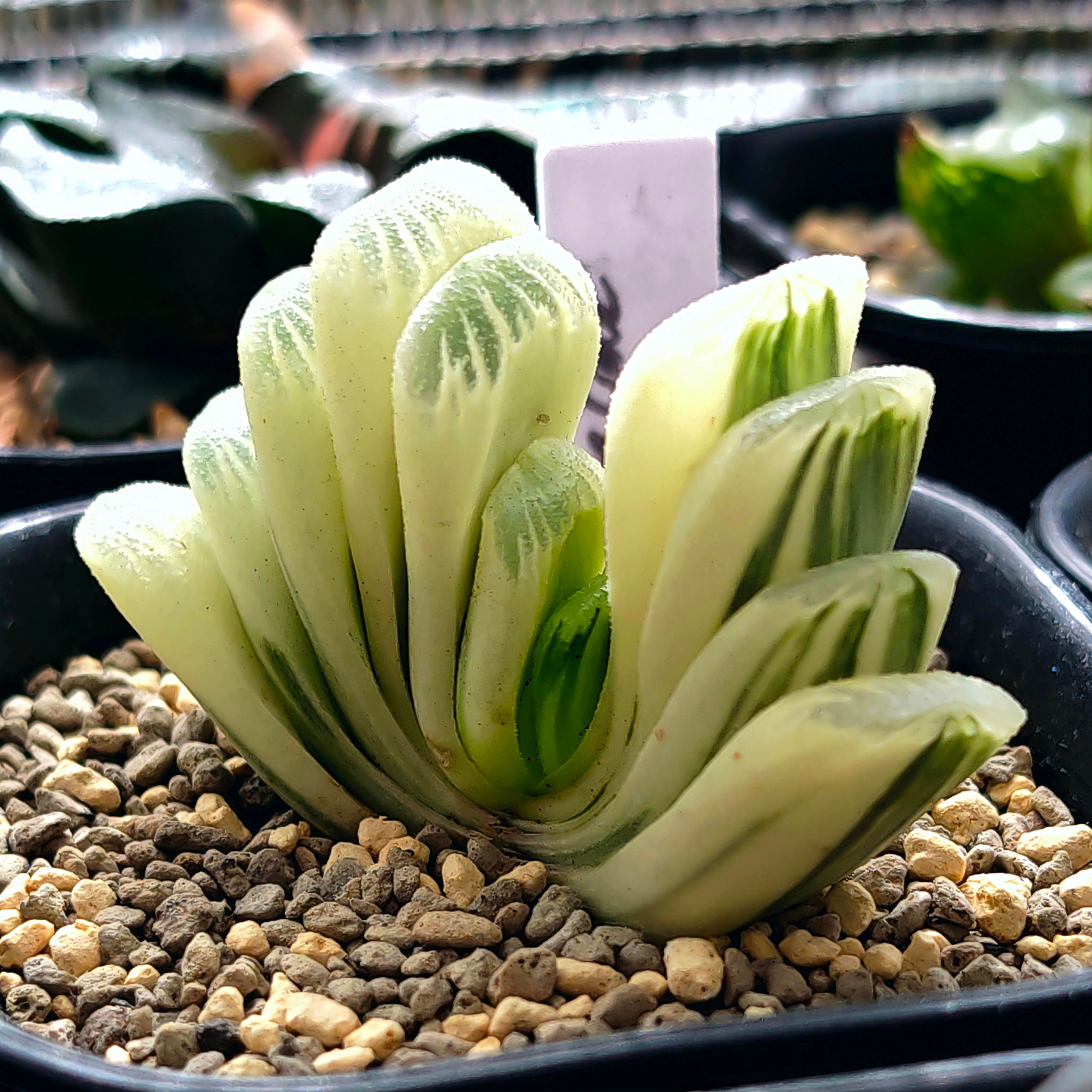 Haworthia Truncata 'Greenlime' Reversed Variegated