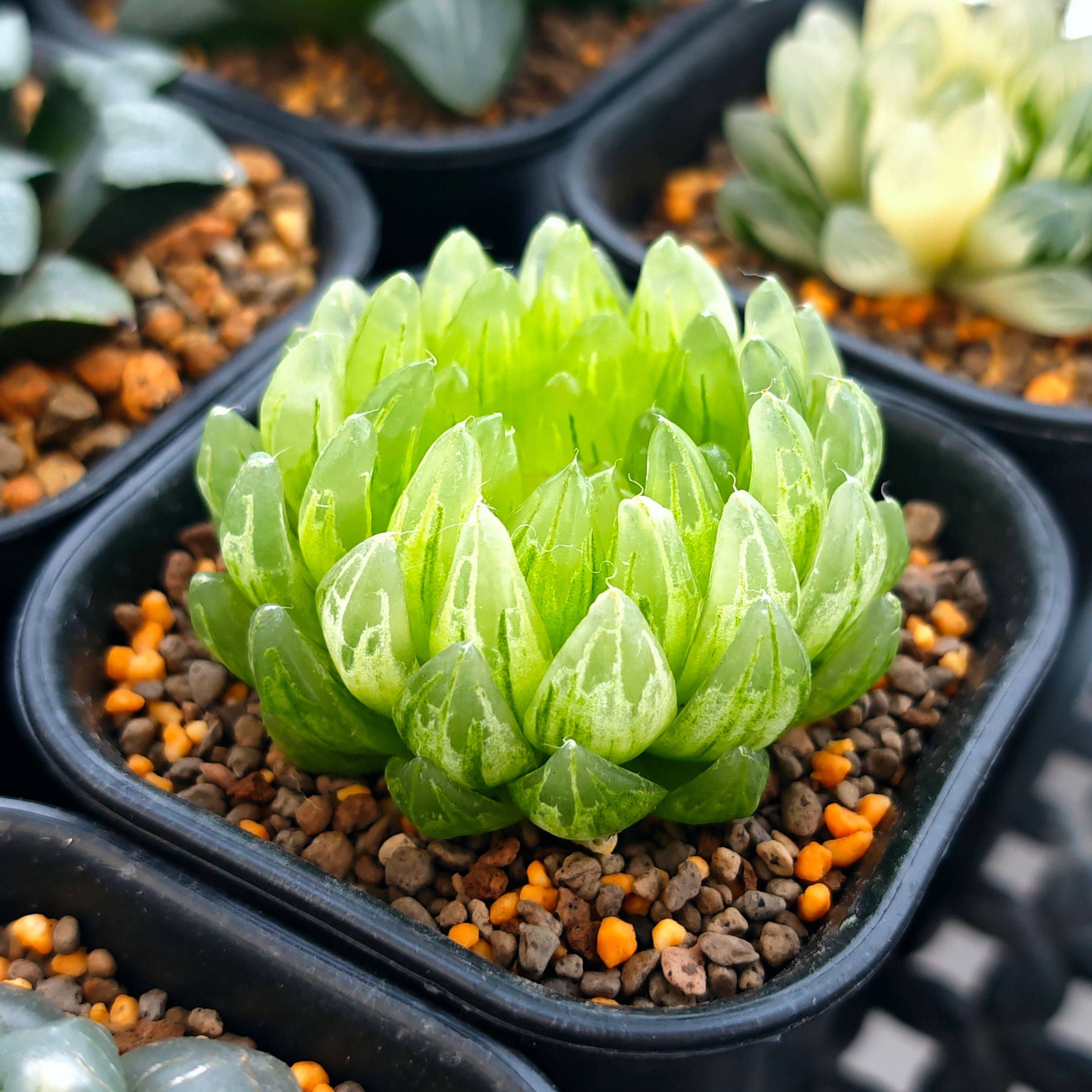 Haworthia Picturata LED Mutant Variegated