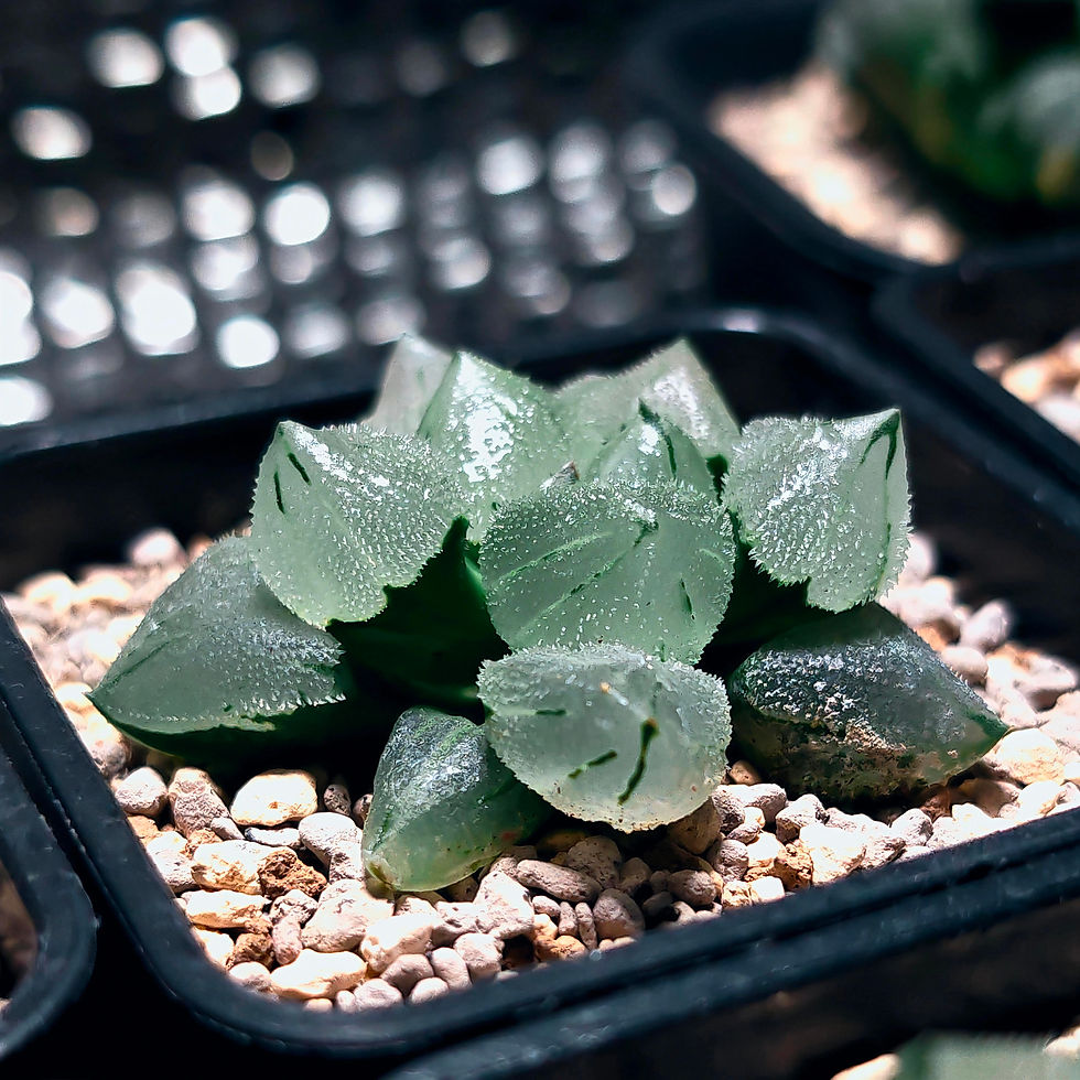 Thumbnail: Haworthia Pygmaea Ice Phoenix
