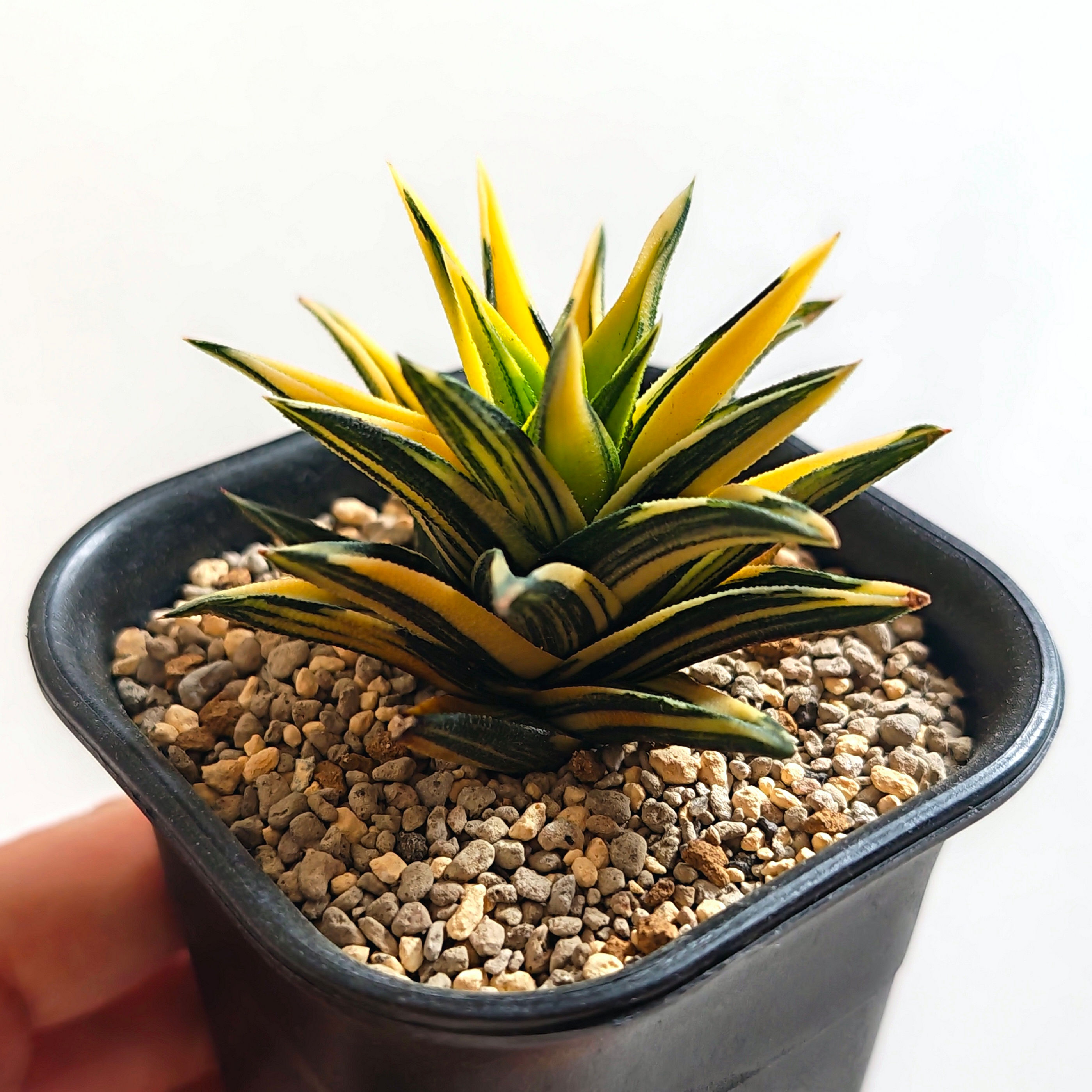 Haworthia Viscosa 'Ivory Tower' Variegated