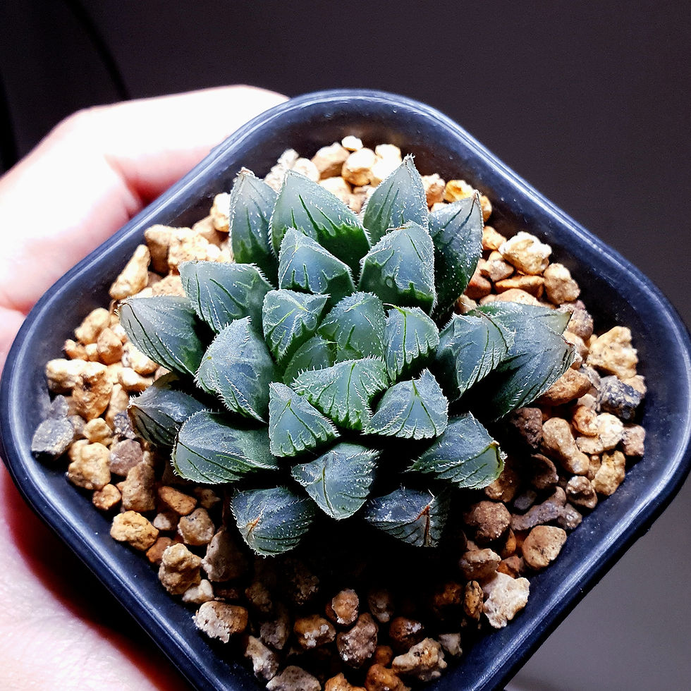 Thumbnail: Haworthia venusta hybrid