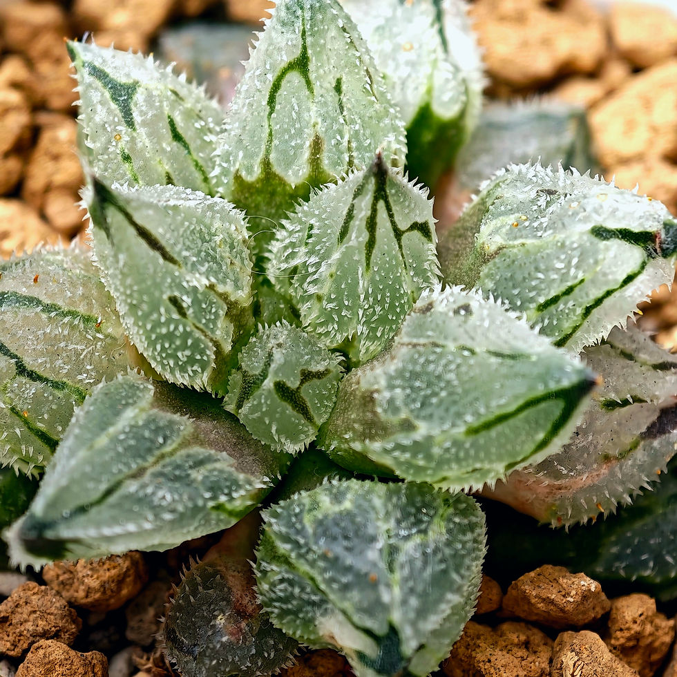 Thumbnail: Haworthia pygmaea hybrid mutant