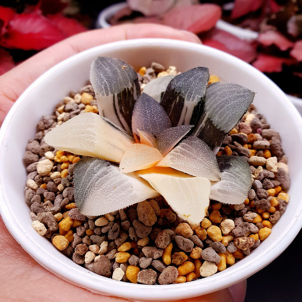 Haworthia Correcta 'Cupid' White Variegated