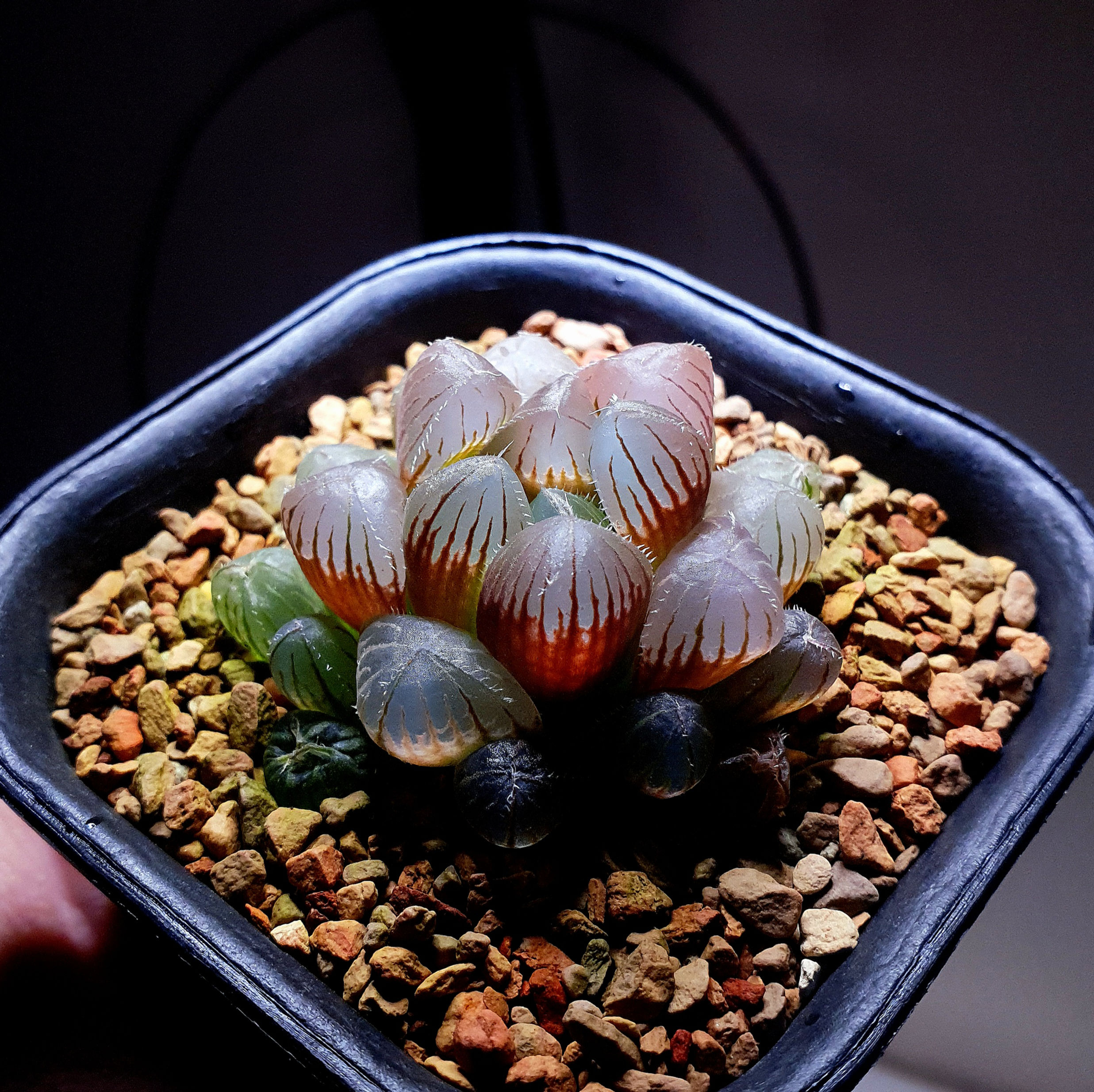 Haworthia Obtusa 'Luo Shen' 洛神