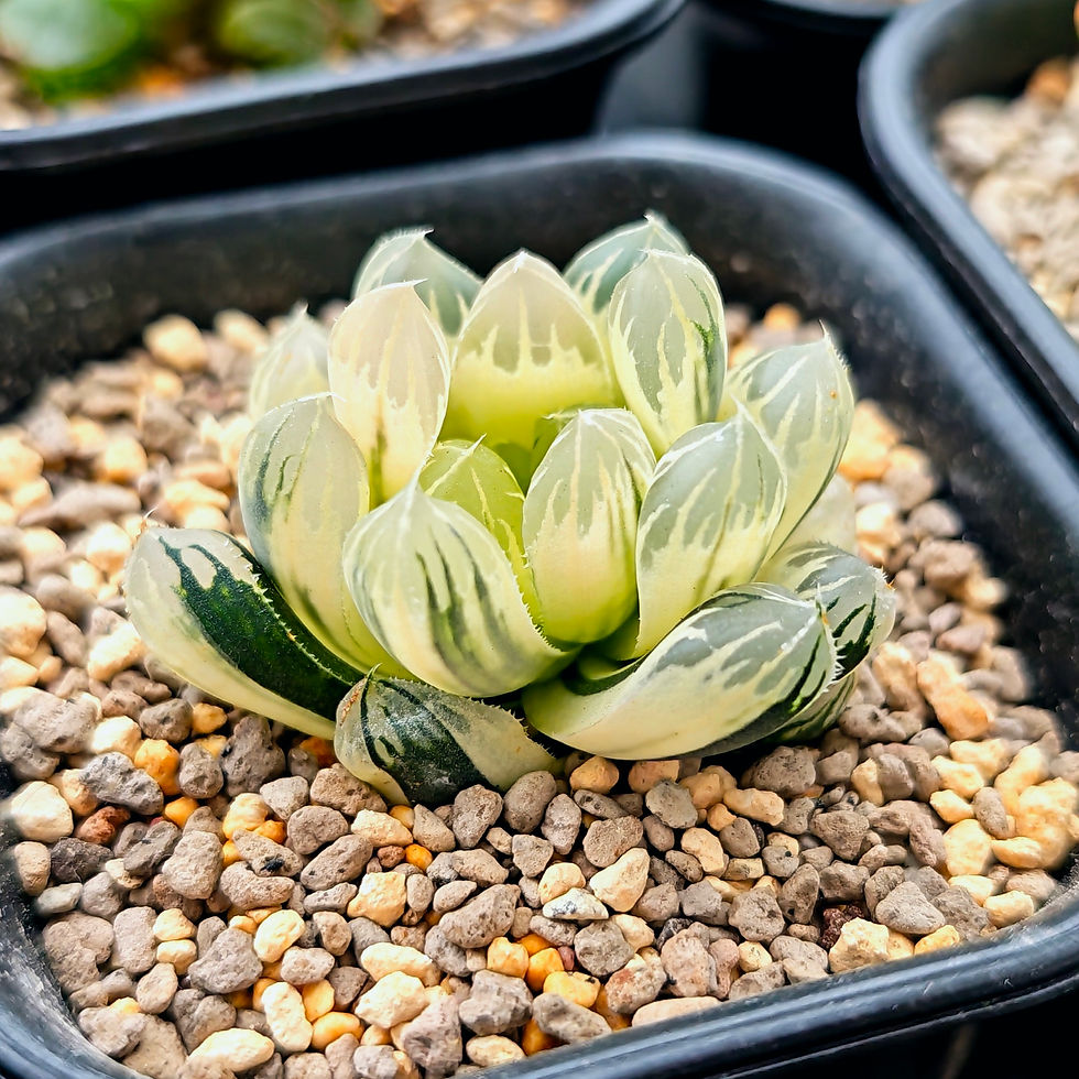 Thumbnail: Haworthia Obtusa Hybrid Reversed Variegated