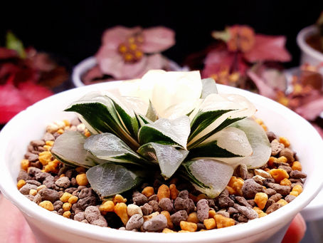 Haworthia correcta konoha thriving well